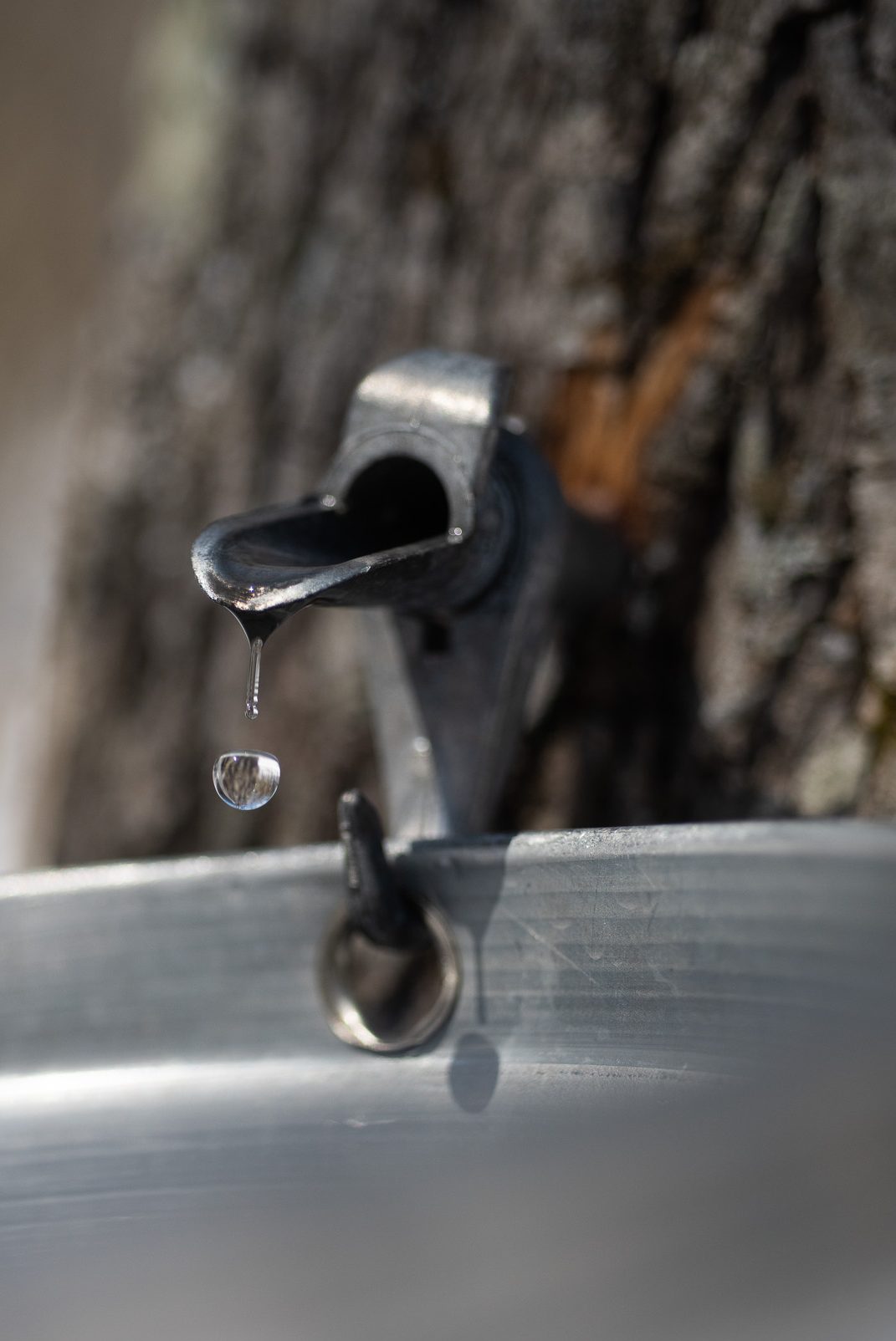 イタヤカエデから樹液を採取