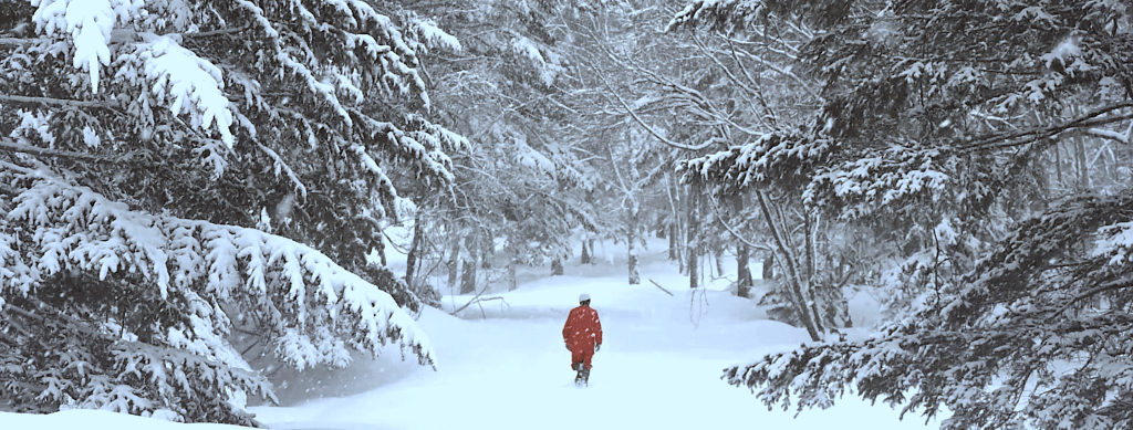 占冠村で樹液採取を行う様子